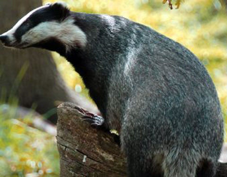 We support the Calderdale Badger Trust by selling products like locally made jams, wooden badger tree decorations, cards and facemasks We support the Calderdale Badger Trust by selling products like locally made jams, wooden badger tree decorations, cards and facemasks
