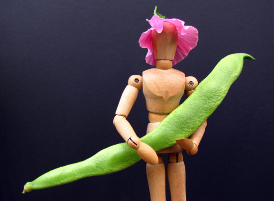 Photo of a runner bean being held by a wooden mannequin - they are packed full of nutrition and taste