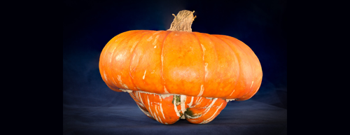 Photo of a Turban Squash - which has a sweet, nutty flavour